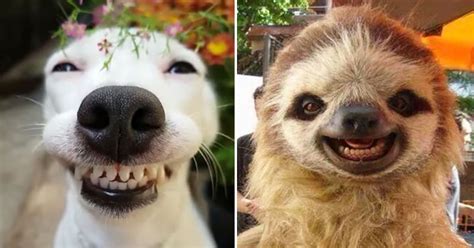 26 Funniest Animal Pictures That Will Make You Smile