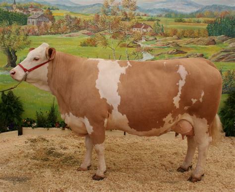 Pictures Of Big Fat Cows Hasma