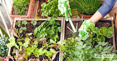 Sie möchten einen kräutergarten anlegen? Balkongarten anlegen: 8 einfache Projekte für die Ernte ...