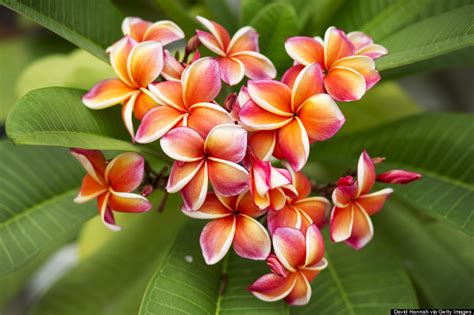 Hawaiis Flowers Are As Intricate And Alluring As Their