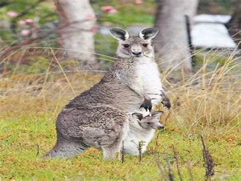 ‘kangaroos Abound But Fears For Smaller Cousins