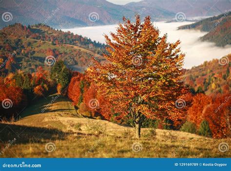 Autumn Mountains Trees And Fields Colorful Landscape Stock Image