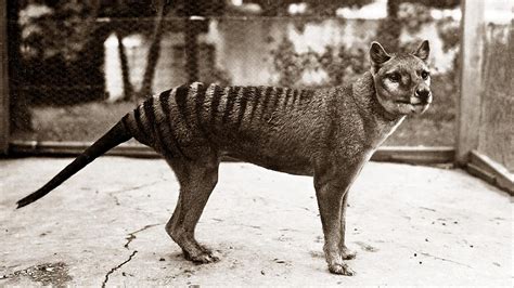 How Did The Tasmanian Tiger Become Extinct