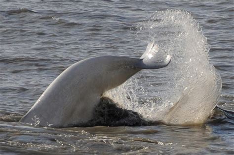 Photos Beluga Whales Feeding In Turnagain Arm Alaska Dispatch News
