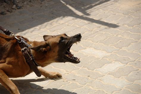 Causes Of Dog Aggression Pethelpful