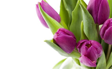 Free Download Tag Purple Tulips Flowers