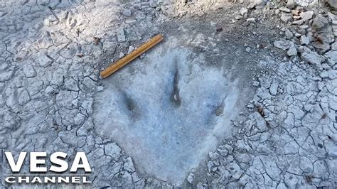 Dinosaur Footprints Discovered In Paluxy River Dried By Drought Youtube