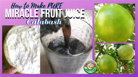 How To Extract Pure Juice From Miracle Fruit Or Calabash Healthy Juice