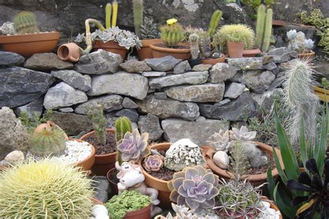 Jardins Com Pedras E Cactos