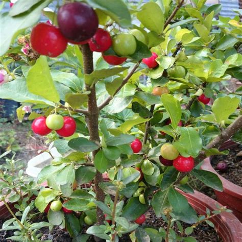 Buy Cherry West Indian Budded Live Fruit Plant Greens Of Kerala