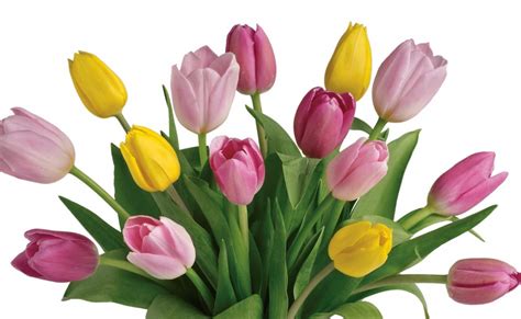 Tulip Bunch Cf12 05 Bunches Flower Co