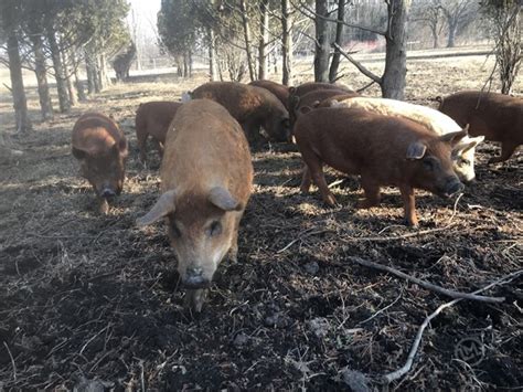 25 Purebred Feeder Pigs Mangalitsa For Sale In Pleasant Prairie