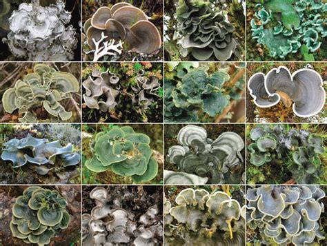 One Lichen Species Is Actually 126 And Probably More Lichen Fungi