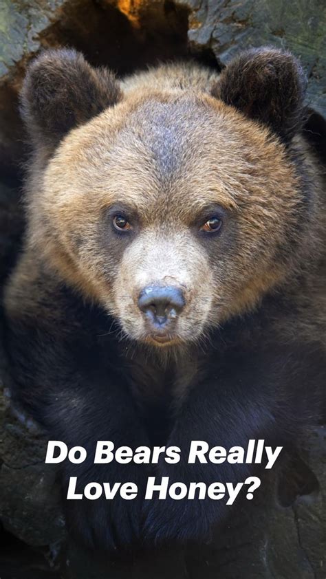 Do Bears Really Love Honey Bear Grizzly Bear Polar Bear