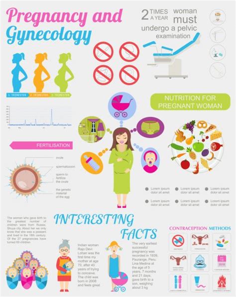gynecology and pregnancy infographic template motherhood elemen — stock vector © a7880s 80550234