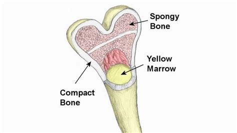 Difference Between Compact Bone And Spongy Bone Youtube