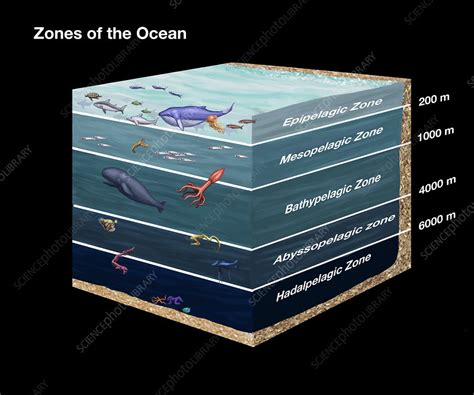 17 Diagram Of Ocean Zones Annabellewayne