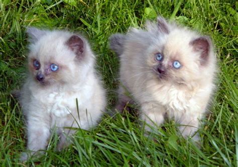 RAGDOLL KITTENS FOR SALE ADOPTION From Cherry Hill New Jersey Adpost