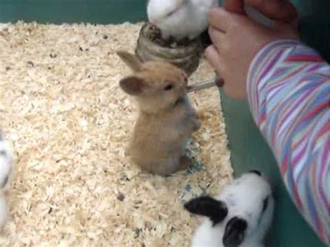 She's growing stronger every day, exercising her little muscles by sucking, grasping, rooting (when she. Three Week old Bunnies!! - YouTube