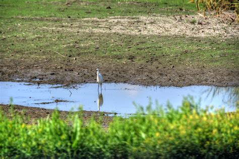 Snowy Egret At Riverbank Free Stock Photo Public Domain Pictures