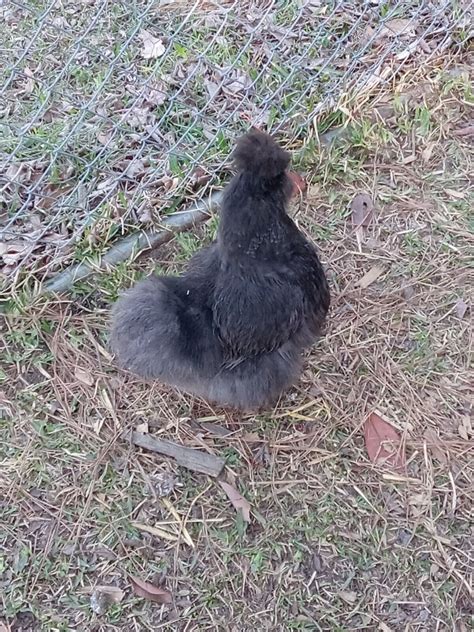 Show Quality Chicken Silkie Fertile Hatching Egg Incubate Black Fast