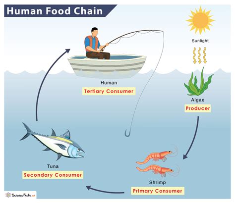 Food Chain Of A Human Examples And Diagram