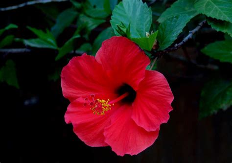 Red Hibiscus 231 Hibiscus Rosa Sinensis Hafiz Issadeen Flickr