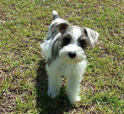 The cheapest offer starts at £15. Miniature Schnauzer Puppies For Sale | Waterford, PA #253519