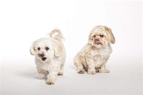 Maltese Vs Maltipoo What Are The Differences Doodle Furbabies