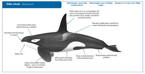 Types Of Whales List With Pictures Rwanda 24