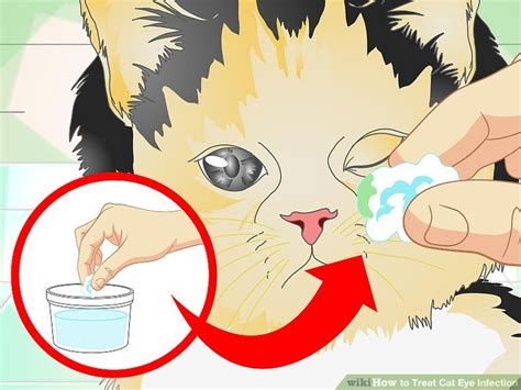 How To Treat Cat Eye Infection 9 Steps With Pictures Wikihow