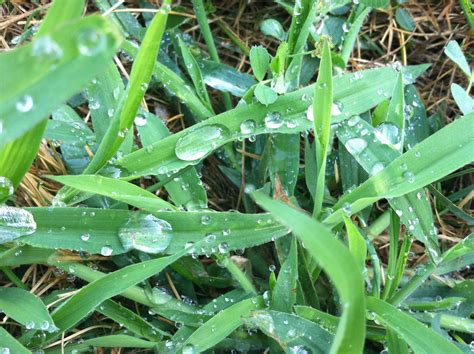 Morning Dew On The Grass Grass Morning Dew Vegetables
