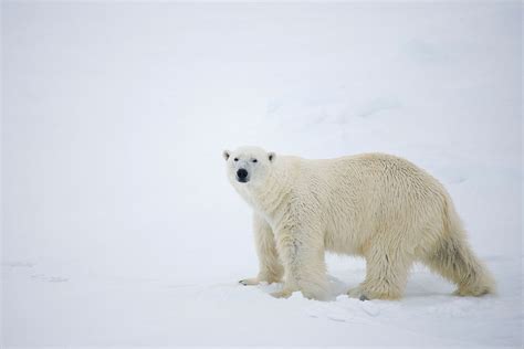 Video Of Starving Polar Bear In Canada Shows Climate Change Effects