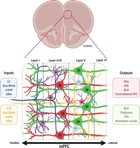 Cellular Organization Of The Medial Prefrontal Cortex The Medial