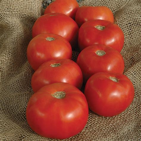 Mountain Majesty Hybrid Tomato Medium Large Tomato Seeds Totally Tomatoes
