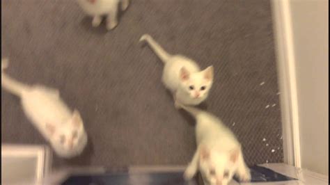Hungry Kittens Youtube