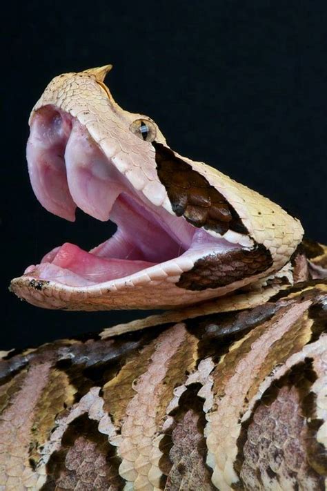 Gaboon Viper These Snakes Are The Largest Vipers In The World Their