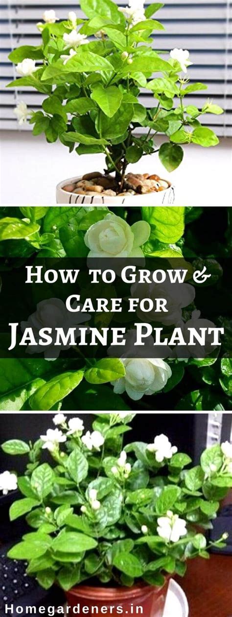 How To Grow And Care For Jasmine Plant With Images Jasmine Plant