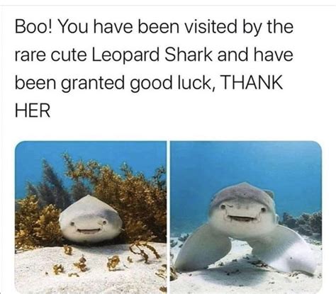 Boo You Have Been Visited By The Rare Cute Leopard Shark And Have Been