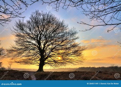 Winter Tree Sunrise Stock Image Image Of Outdoor Cold 30451149
