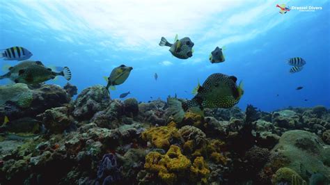 Arrecifes De Coral Del Caribe ¿cuáles Son Los Mejores Para Bucear