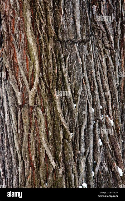 Rainforest Tree Bark Hi Res Stock Photography And Images Alamy