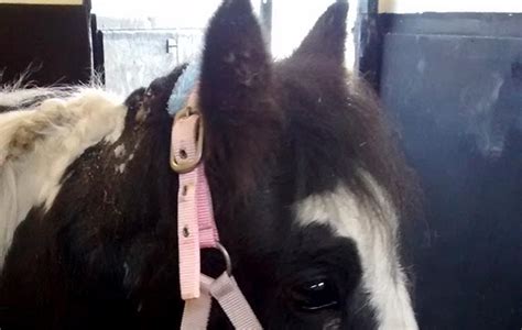 Pony Found Dumped With Maggot Infested Wound Graphic Image Horse