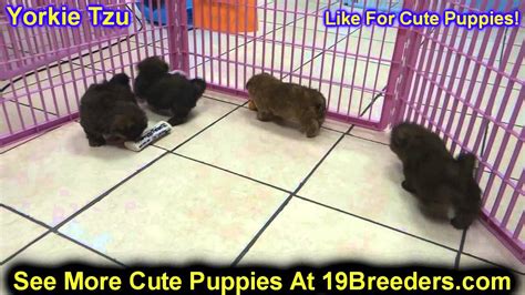 The teacup yorkie is known for its fun, devotion, and affectionate nature. Yorkie Tzu, Puppies, For, Sale, In, Philadelphia ...
