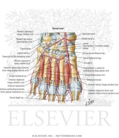 Foot Arteries Anatomy
