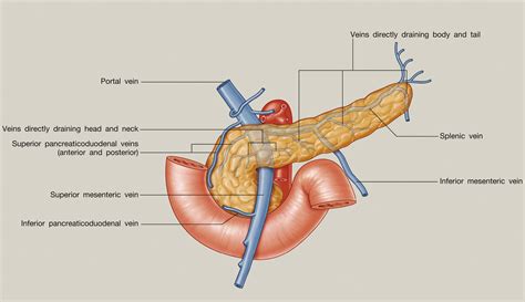Anatomy Of The Pancreas And Spleen Surgery Oxford International Edition