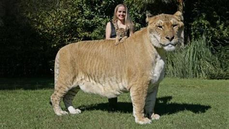 Liger World S Biggest Hybrid Cat Cn