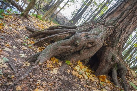 Free Images Image Tree Trunk Root Woody Plant Nature Reserve