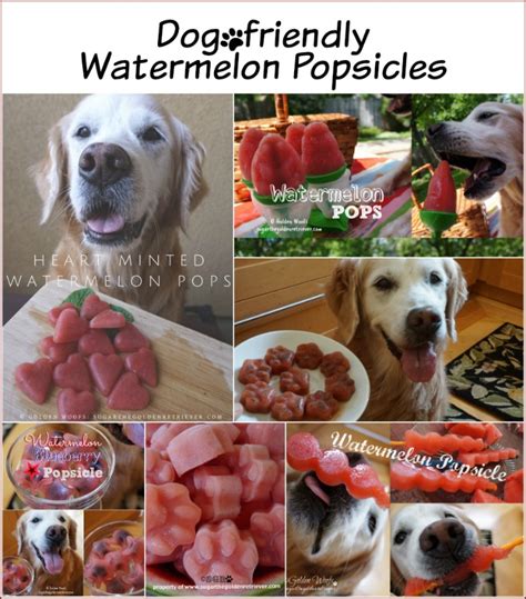 Many people wonder if watermelon is good for dogs or if it is one of the human foods which are toxic to dogs. 5 Simple Dog-friendly Watermelon Popsicles - Golden Woofs