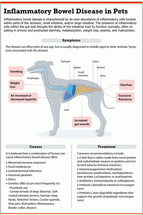 Symptoms of a sensitive gut in canines. Sensitive Stomach Dog Food: Learn How to Choose the Best ...